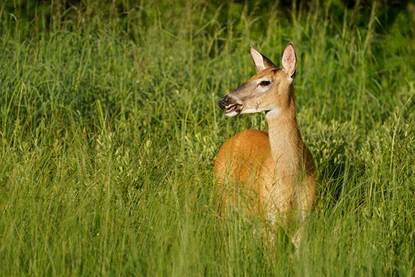 Sony FE 100-400mm f/4.5-5.6 GM OSS Review: Field Test -- Gallery Image