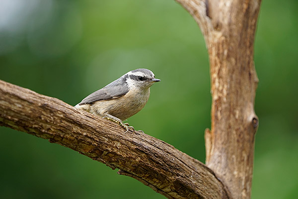 Sony FE 100-400mm f/4.5-5.6 GM OSS Review: Field Test -- Gallery Image