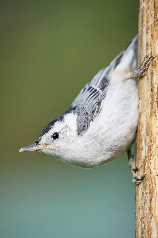 Sony FE 100-400mm f/4.5-5.6 GM OSS Review: Field Test -- Gallery Image