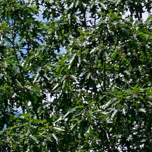 Sony FE 100-400mm f/4.5-5.6 GM OSS Review: Field Test -- Sharpness Test Image