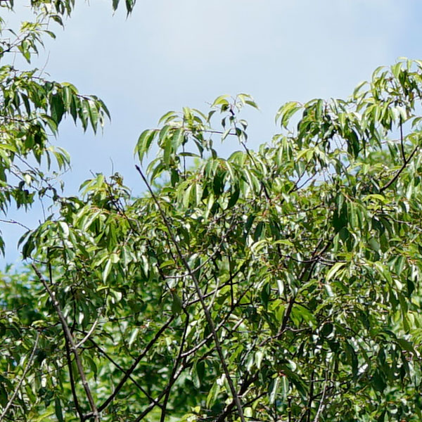 Sony FE 100-400mm f/4.5-5.6 GM OSS Review: Field Test -- Sharpness Test Image