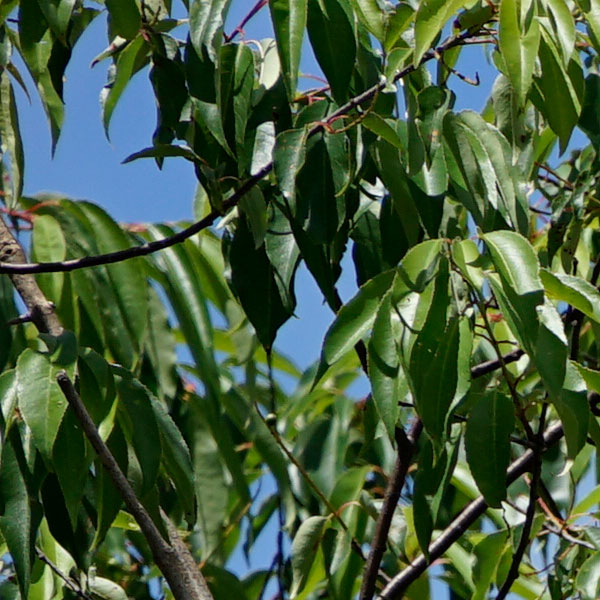 Sony FE 100-400mm f/4.5-5.6 GM OSS Review: Field Test -- Sharpness Test Image