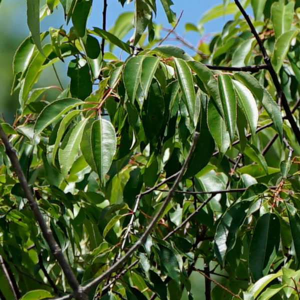 Sony FE 100-400mm f/4.5-5.6 GM OSS Review: Field Test -- Sharpness Test Image