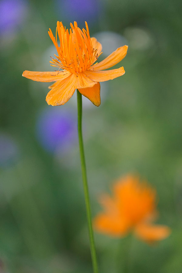 Sony FE 100-400mm f/4.5-5.6 GM OSS Review: Field Test -- Gallery Image