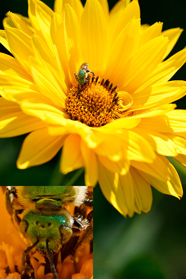 Sony FE 100-400mm f/4.5-5.6 GM OSS Review: Field Test -- Gallery Image