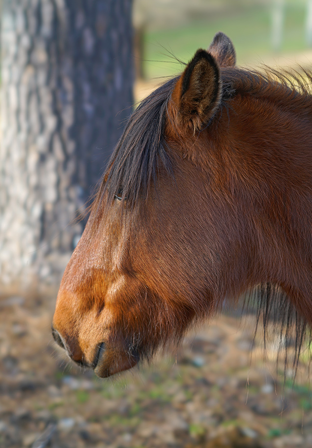 Sony 100mm f/2.8 STF - sample gallery image