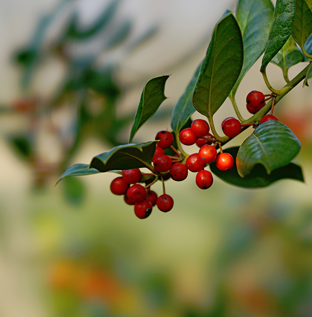 Sony 100mm f/2.8 STF - sample gallery image