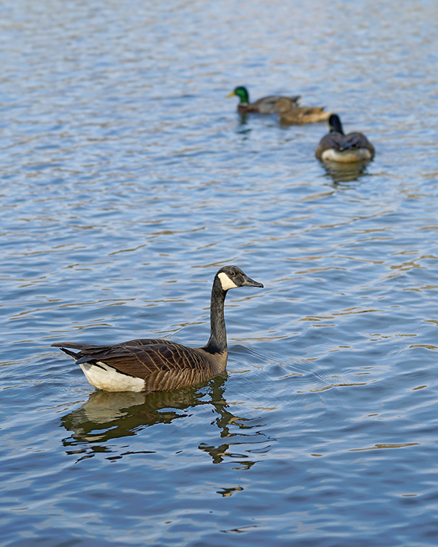 Sony 100mm f/2.8 STF - sample gallery image