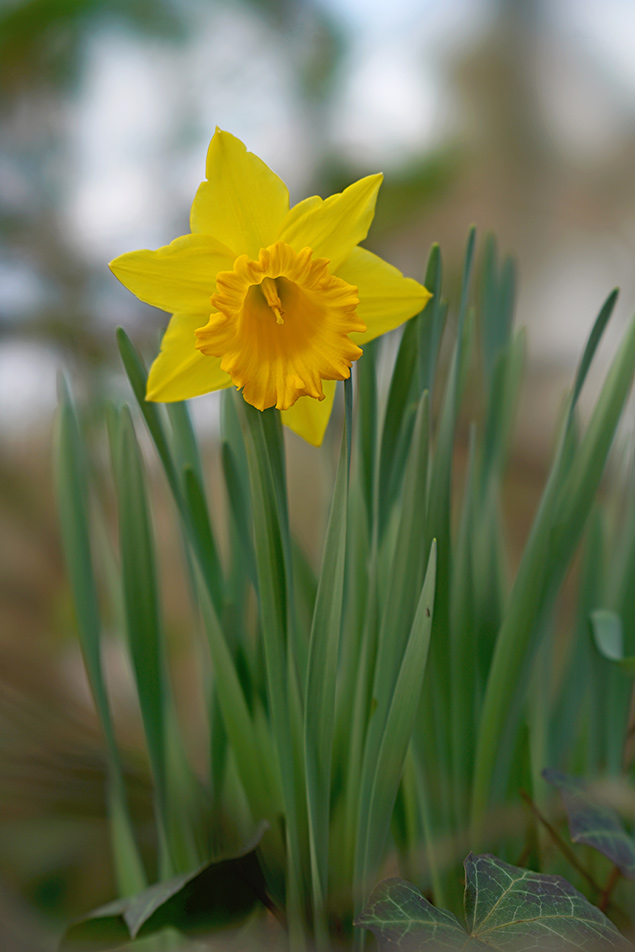 Sony 100mm f/2.8 STF - sample gallery image