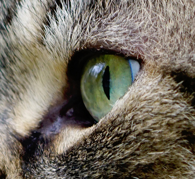 Sony 100mm f/2.8 STF - sample gallery image