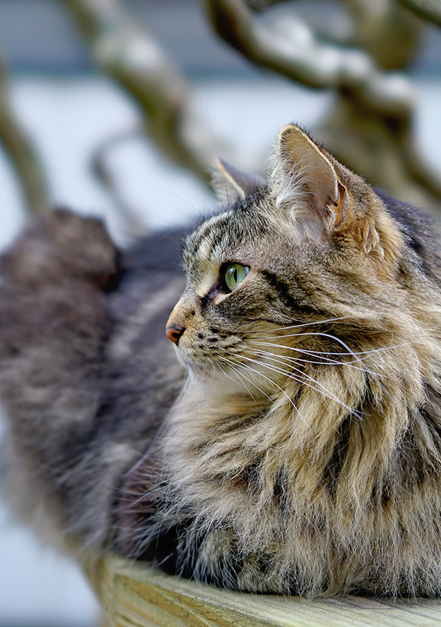 Sony 100mm f/2.8 STF - sample gallery image