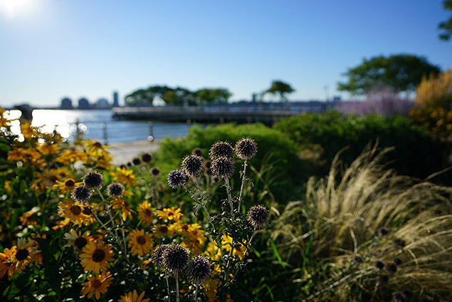 Sony FE 16-35mm f/2.8 GM Field Test