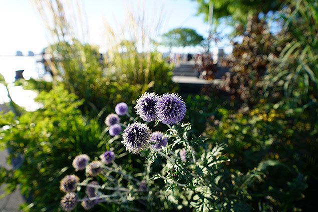 Sony FE 16-35mm f/2.8 GM Field Test