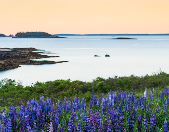 Sony FE 24-105mm F4 G OSS Review -- Gallery Image