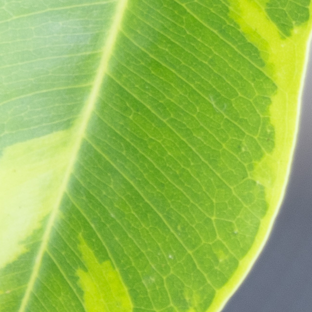 Sony FE 24-70mm F2.8 GM II Review -- Gallery Image