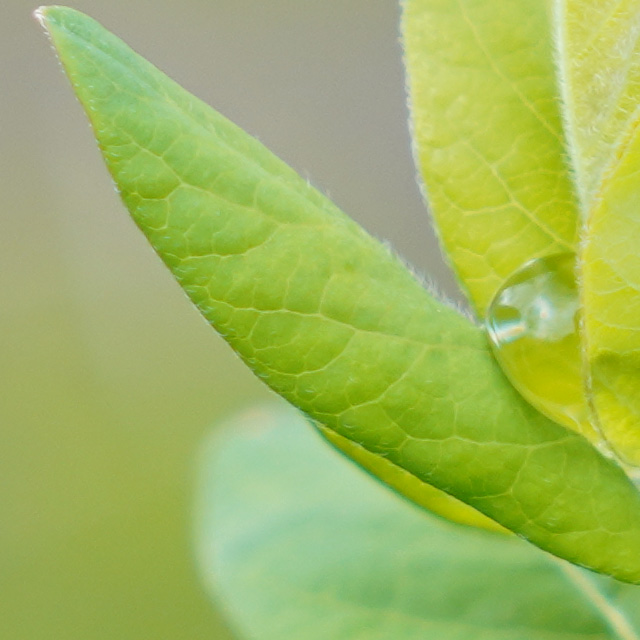 Sony FE 24-70mm F2.8 GM II Review -- Gallery Image