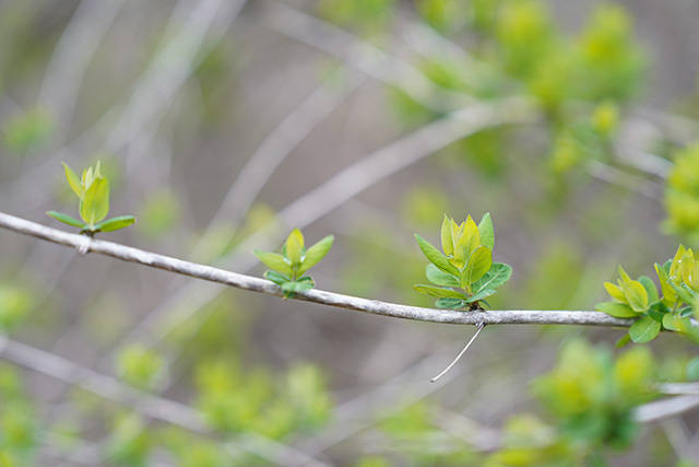 Sony FE 24-70mm F2.8 GM II Review -- Gallery Image