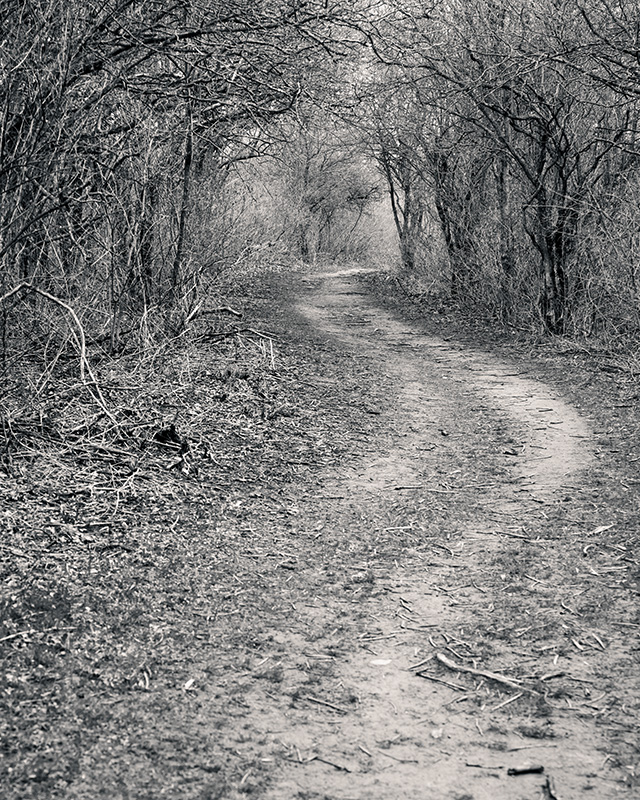 Sony FE 24-70mm F2.8 GM II Review -- Gallery Image