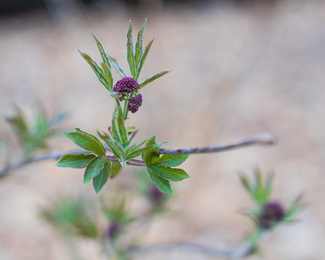 Sony FE 24-70mm F2.8 GM II Review -- Gallery Image