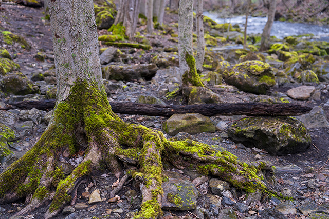 Sony FE 24-70mm F2.8 GM II Review -- Gallery Image