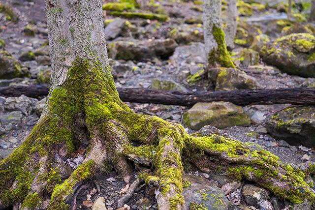 Sony FE 24-70mm F2.8 GM II Review -- Gallery Image