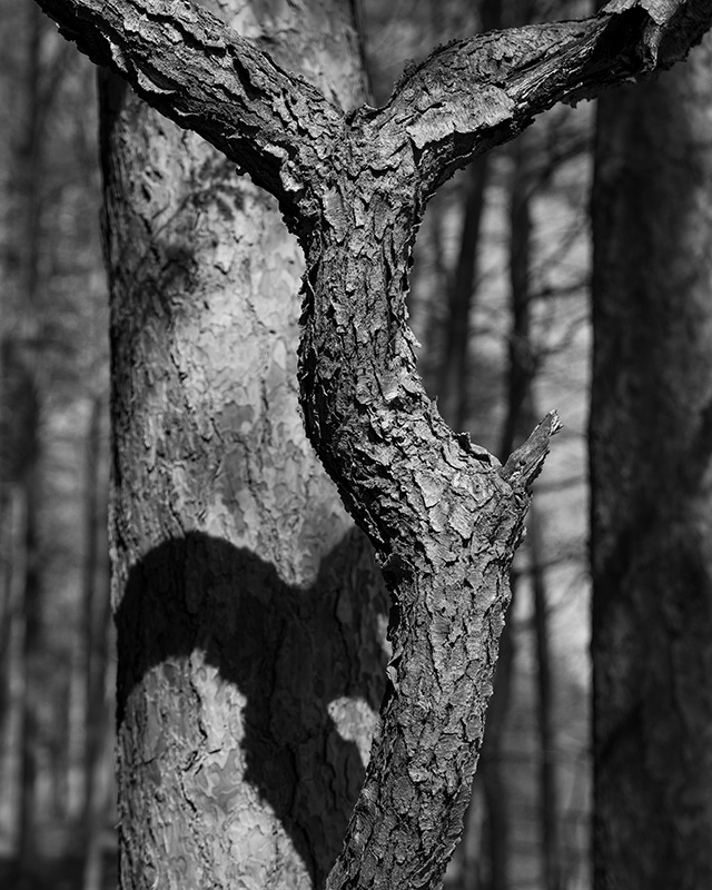 Sony FE 24-70mm F2.8 GM II Review -- Gallery Image