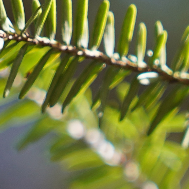 Sony FE 24-70mm F2.8 GM II Review -- Gallery Image