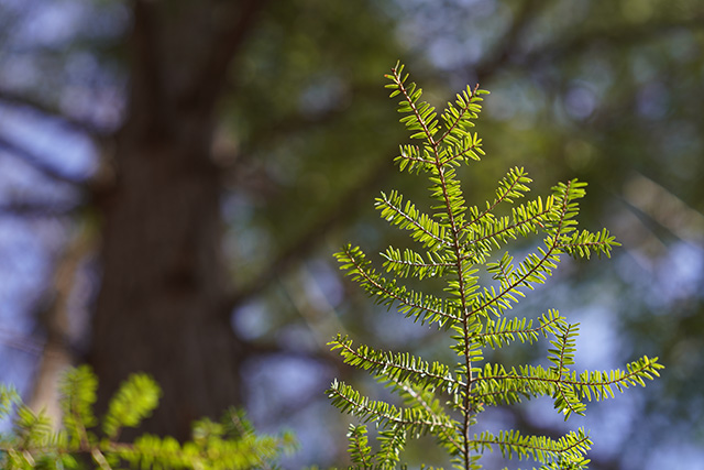 Sony FE 24-70mm F2.8 GM II Review -- Gallery Image