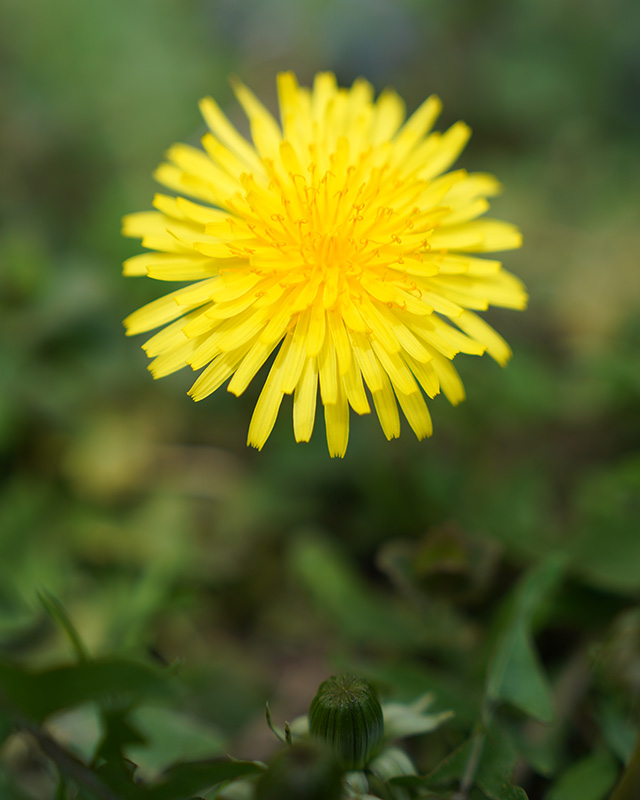 Sony FE 24-70mm F2.8 GM II Review -- Gallery Image