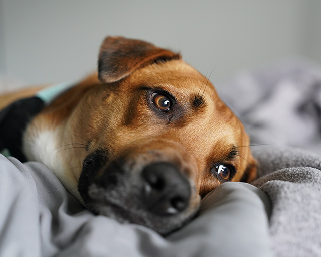 Sony FE 24-70mm F2.8 GM II Review -- Gallery Image