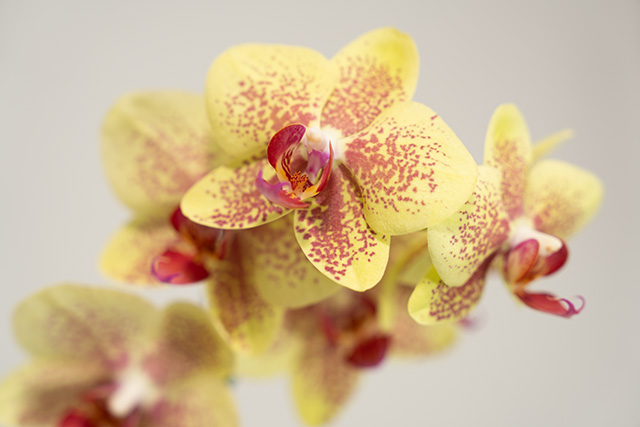 Sony FE 24-70mm F2.8 GM II Review -- Gallery Image