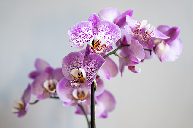 Sony FE 24-70mm F2.8 GM II Review -- Gallery Image