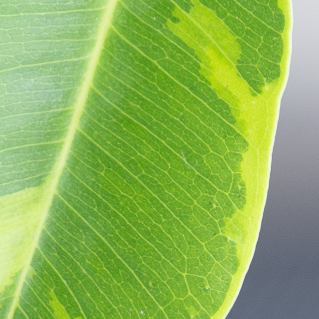 Sony FE 24-70mm F2.8 GM II Review -- Gallery Image