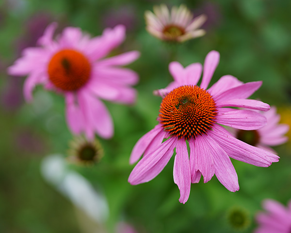 Sony FE 35mm f/1.4 G Master Review: Field Test -- Gallery Image