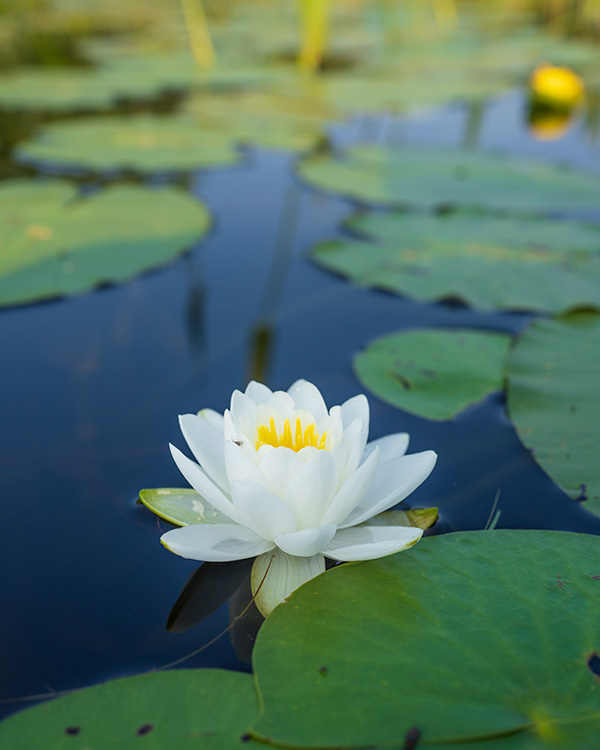 Sony FE 35mm f/1.4 G Master Review: Field Test -- Gallery Image