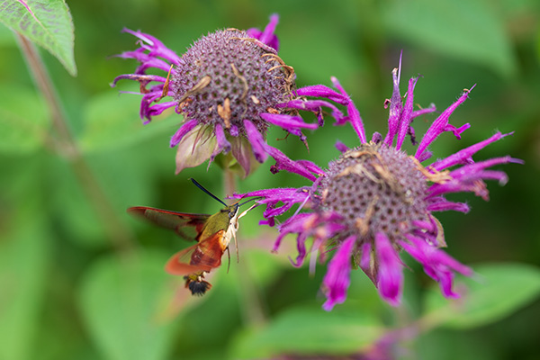 Sony FE 35mm f/1.4 G Master Review: Field Test -- Gallery Image