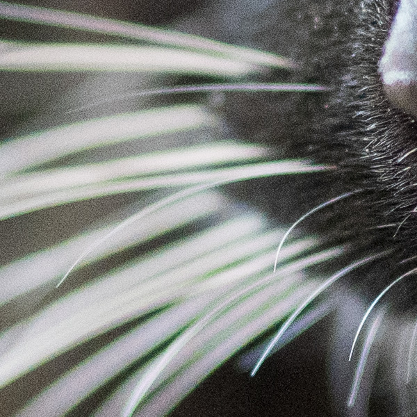 Sony FE 35mm f/1.4 G Master Review: Field Test -- Gallery Image