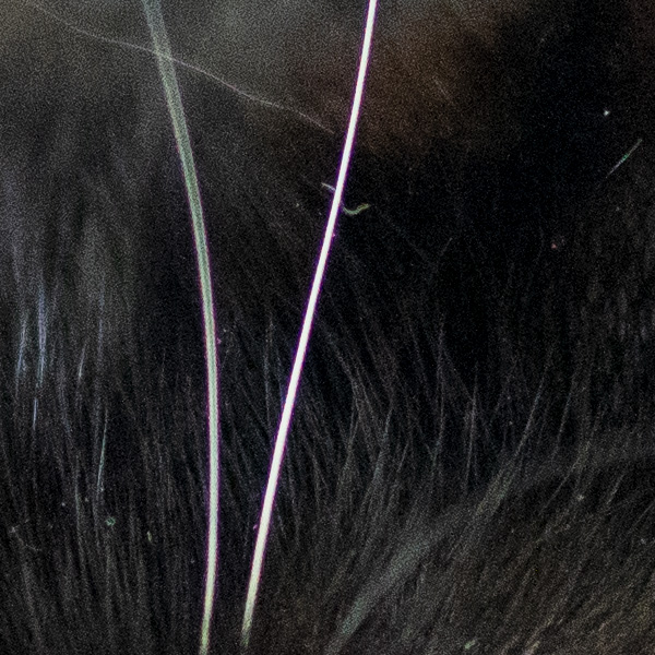 Sony FE 35mm f/1.4 G Master Review: Field Test -- Gallery Image