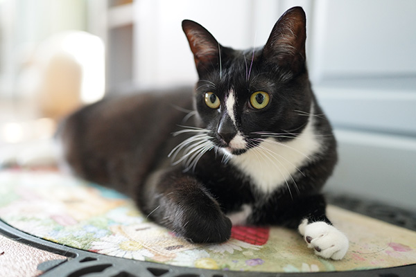 Sony FE 35mm f/1.4 G Master Review: Field Test -- Gallery Image