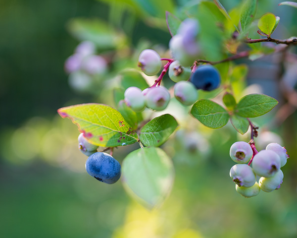 Sony FE 35mm f/1.4 G Master Review: Field Test -- Gallery Image
