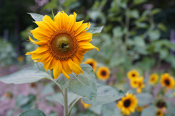 Sony FE 35mm f/1.4 G Master Review: Field Test -- Gallery Image