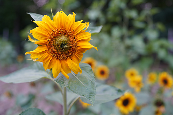 Sony FE 35mm f/1.4 G Master Review: Field Test -- Gallery Image