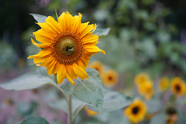 Sony FE 35mm f/1.4 G Master Review: Field Test -- Gallery Image