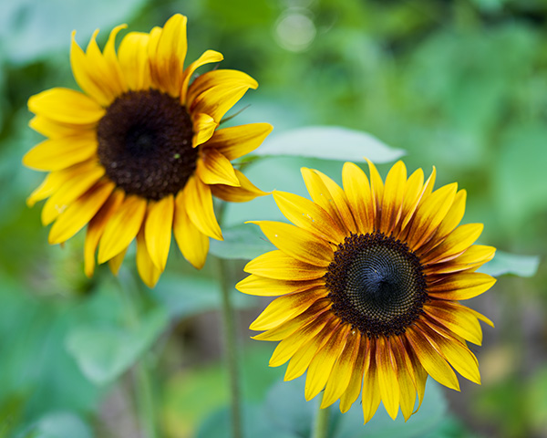 Sony FE 35mm f/1.4 G Master Review: Field Test -- Gallery Image