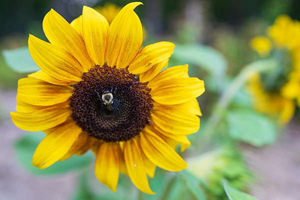 Sony FE 35mm f/1.4 G Master Review: Field Test -- Gallery Image