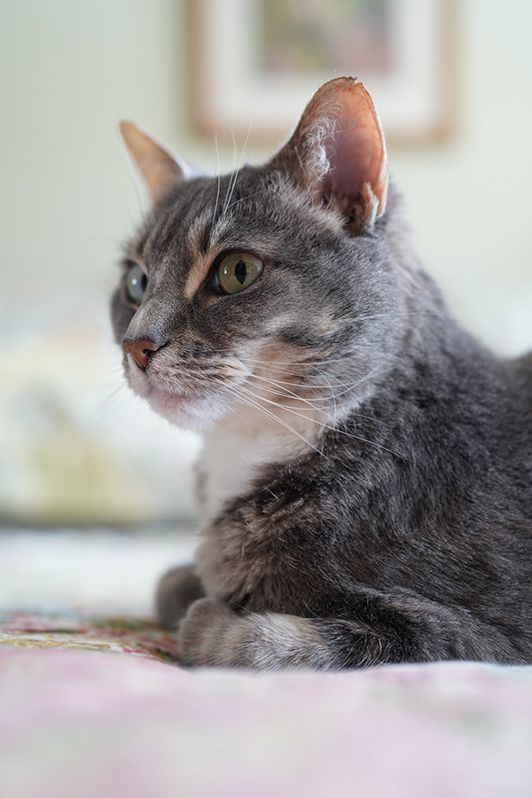 Sony FE 50mm f/1.2 GM Review: Field Test -- Gallery Image