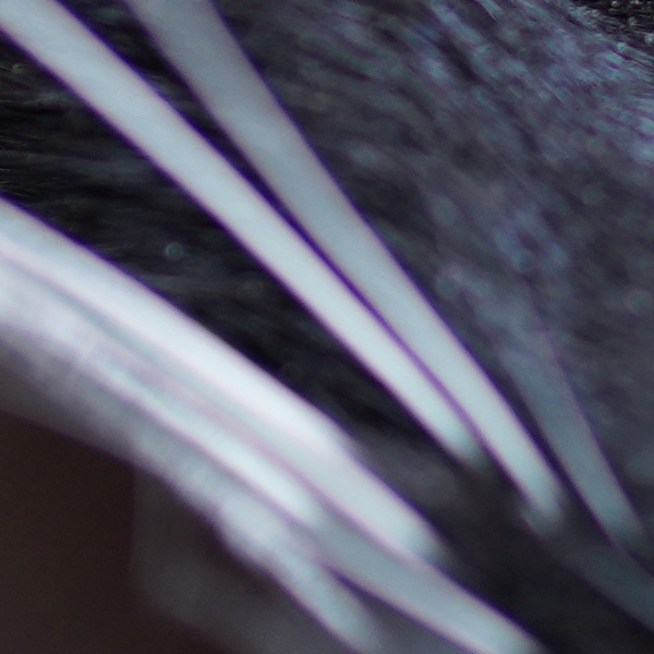 Sony FE 50mm f/1.2 GM Review: Field Test -- Gallery Image