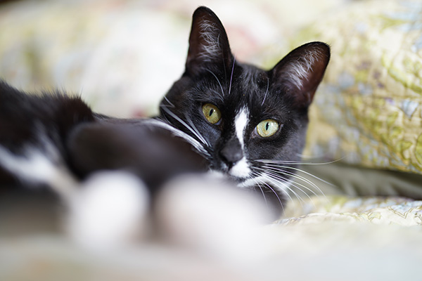 Sony FE 50mm f/1.2 GM Review: Field Test -- Gallery Image