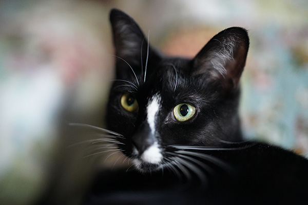 Sony FE 50mm f/1.2 GM Review: Field Test -- Gallery Image