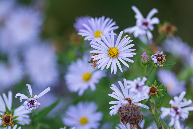 Sony FE 70-200mm f/2.8 GM OSS II Review: Hands-on Review -- Gallery Image